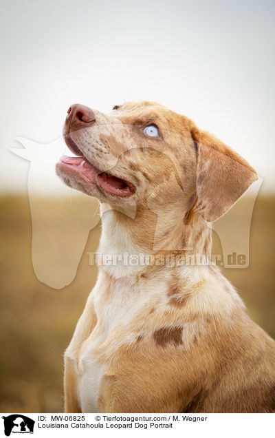 Louisiana Catahoula Leopard Dog Portrait / MW-06825