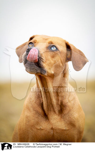 Louisiana Catahoula Leopard Dog Portrait / MW-06826