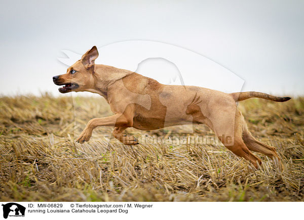 running Louisiana Catahoula Leopard Dog / MW-06829