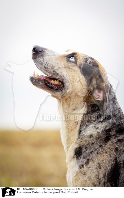 Louisiana Catahoula Leopard Dog Portrait / MW-06830