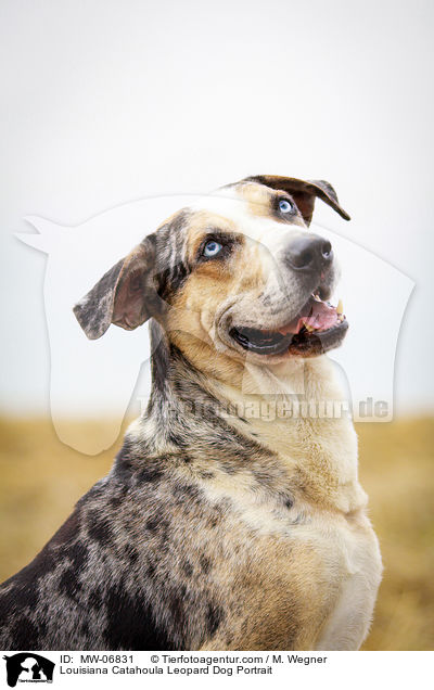 Louisiana Catahoula Leopard Dog Portrait / MW-06831