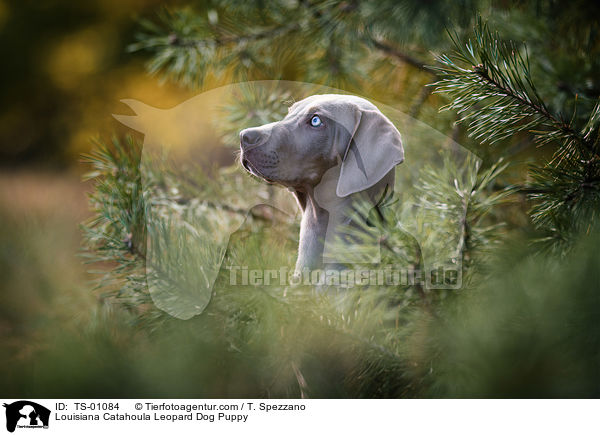 Louisiana Catahoula Leopard Dog Puppy / TS-01084