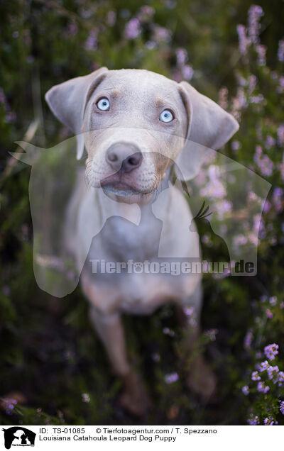 Louisiana Catahoula Leopard Dog Welpe / Louisiana Catahoula Leopard Dog Puppy / TS-01085