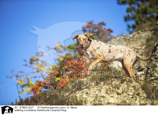 laufender Louisiana Catahoula Leopard Dog / walking Louisiana Catahoula Leopard Dog / STM-01227