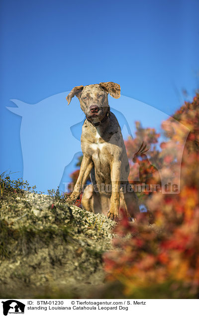 stehender Louisiana Catahoula Leopard Dog / standing Louisiana Catahoula Leopard Dog / STM-01230