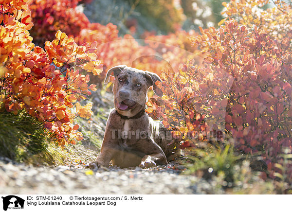 liegender Louisiana Catahoula Leopard Dog / lying Louisiana Catahoula Leopard Dog / STM-01240