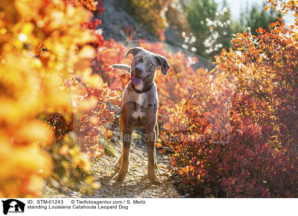 stehender Louisiana Catahoula Leopard Dog / standing Louisiana Catahoula Leopard Dog / STM-01243