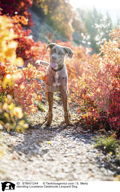 stehender Louisiana Catahoula Leopard Dog / standing Louisiana Catahoula Leopard Dog / STM-01244