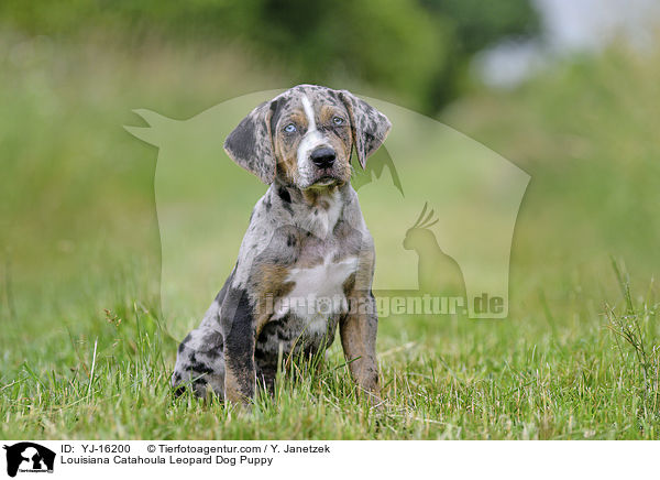 Louisiana Catahoula Leopard Dog Puppy / YJ-16200