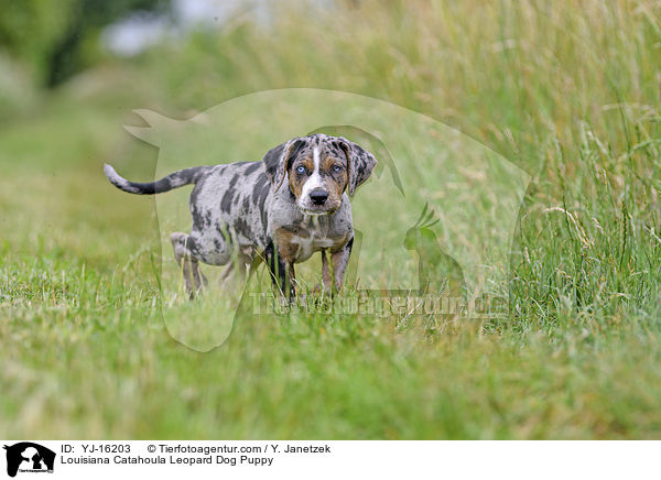 Louisiana Catahoula Leopard Dog Puppy / YJ-16203