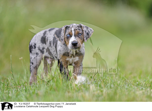 Louisiana Catahoula Leopard Dog Puppy / YJ-16207