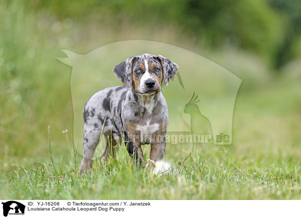 Louisiana Catahoula Leopard Dog Puppy / YJ-16208
