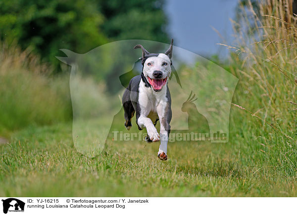 rennender Louisiana Catahoula Leopard Dog / running Louisiana Catahoula Leopard Dog / YJ-16215