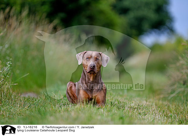 liegender Louisiana Catahoula Leopard Dog / lying Louisiana Catahoula Leopard Dog / YJ-16216