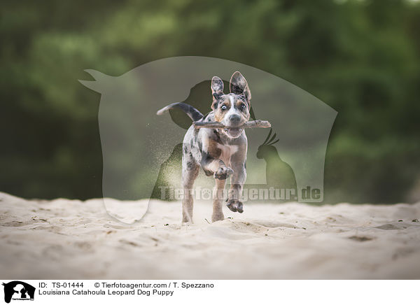Louisiana Catahoula Leopard Dog Puppy / TS-01444