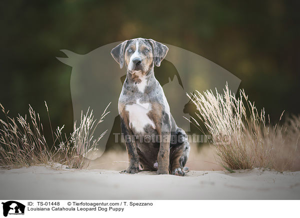 Louisiana Catahoula Leopard Dog Welpe / Louisiana Catahoula Leopard Dog Puppy / TS-01448