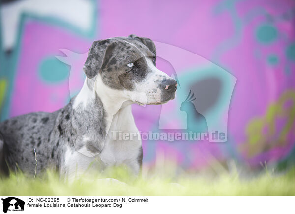 Louisiana Catahoula Leopard Dog Hndin / female Louisiana Catahoula Leopard Dog / NC-02395
