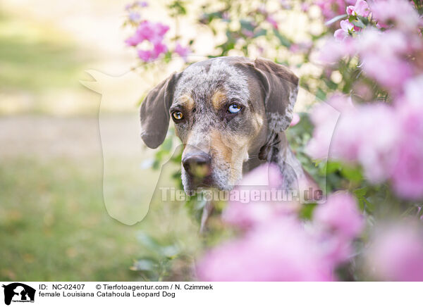female Louisiana Catahoula Leopard Dog / NC-02407