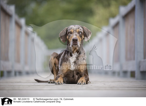 female Louisiana Catahoula Leopard Dog / NC-02413
