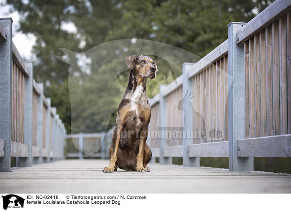 Louisiana Catahoula Leopard Dog Hndin / female Louisiana Catahoula Leopard Dog / NC-02418