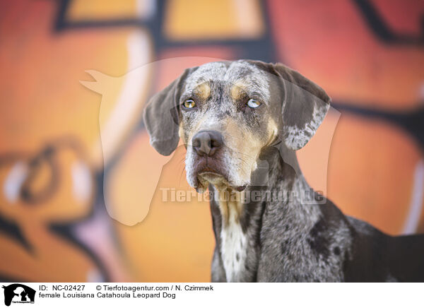 Louisiana Catahoula Leopard Dog Hndin / female Louisiana Catahoula Leopard Dog / NC-02427