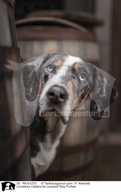 Louisiana Catahoula Leopard Dog Portrait / PK-01275
