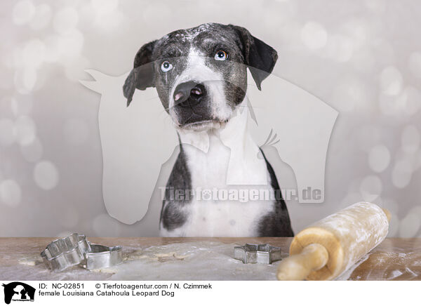 Louisiana Catahoula Leopard Dog Hndin / female Louisiana Catahoula Leopard Dog / NC-02851