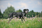 standing Louisiana Catahoula Leopard Dog