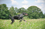 playing Louisiana Catahoula Leopard Dog