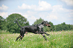 playing Louisiana Catahoula Leopard Dog