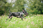 playing Louisiana Catahoula Leopard Dog