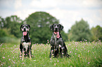 2 Louisiana Catahoula Leopard Dogs
