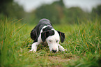 lying Louisiana Catahoula Leopard Dog