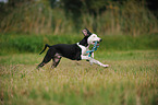 playing Louisiana Catahoula Leopard Dog