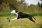 playing Louisiana Catahoula Leopard Dog