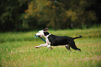 playing Louisiana Catahoula Leopard Dog