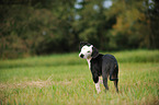 Louisiana Catahoula Leopard Dog