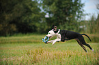playing Louisiana Catahoula Leopard Dog