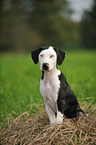 sitting Louisiana Catahoula Leopard Dog
