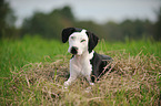 lying Louisiana Catahoula Leopard Dog