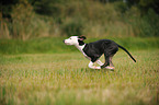 Louisiana Catahoula Leopard Dog