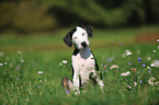 sitting Louisiana Catahoula Leopard Dog