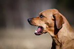 Louisiana Catahoula Leopard Dog Portrait