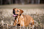 lying Louisiana Catahoula Leopard Dog