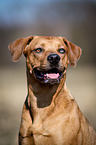 Louisiana Catahoula Leopard Dog Portrait