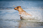 running Louisiana Catahoula Leopard Dog