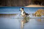 running Louisiana Catahoula Leopard Dog
