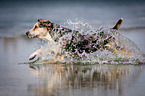 running Louisiana Catahoula Leopard Dog