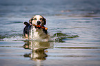Louisiana Catahoula Leopard Dog in the water