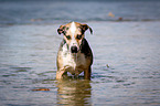 Louisiana Catahoula Leopard Dog in the water